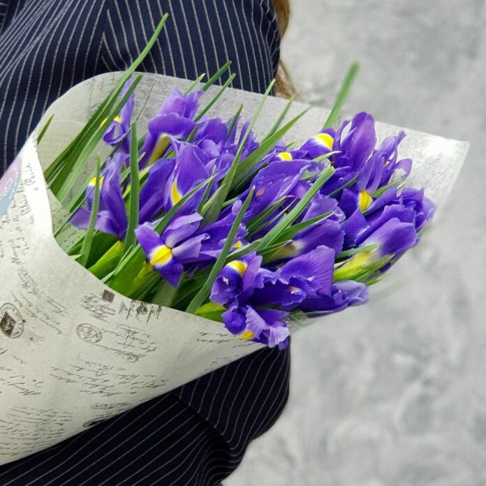 foto-iris